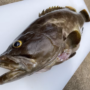 【松島産】天然クエ（2.9kg）