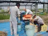 ひたちのくに　茨城県　菜の花油・エゴマ油　コールドプレス　農薬・化学肥料不使用