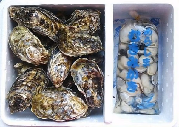 安楽島カキセット[むき身500g&殻つき2kg]（加熱用）