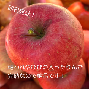 フードロスにご協力下さい‼️山形県産サンふじ【訳あり5キロ】