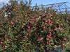 完熟りんご・完熟山ぶどうを100％ジュースに！1,000ml・900ml各1本