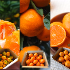 【10月下旬発送】濃厚おみかんリレー２ｋｇお届け便（３回で計６ｋｇ）【802】