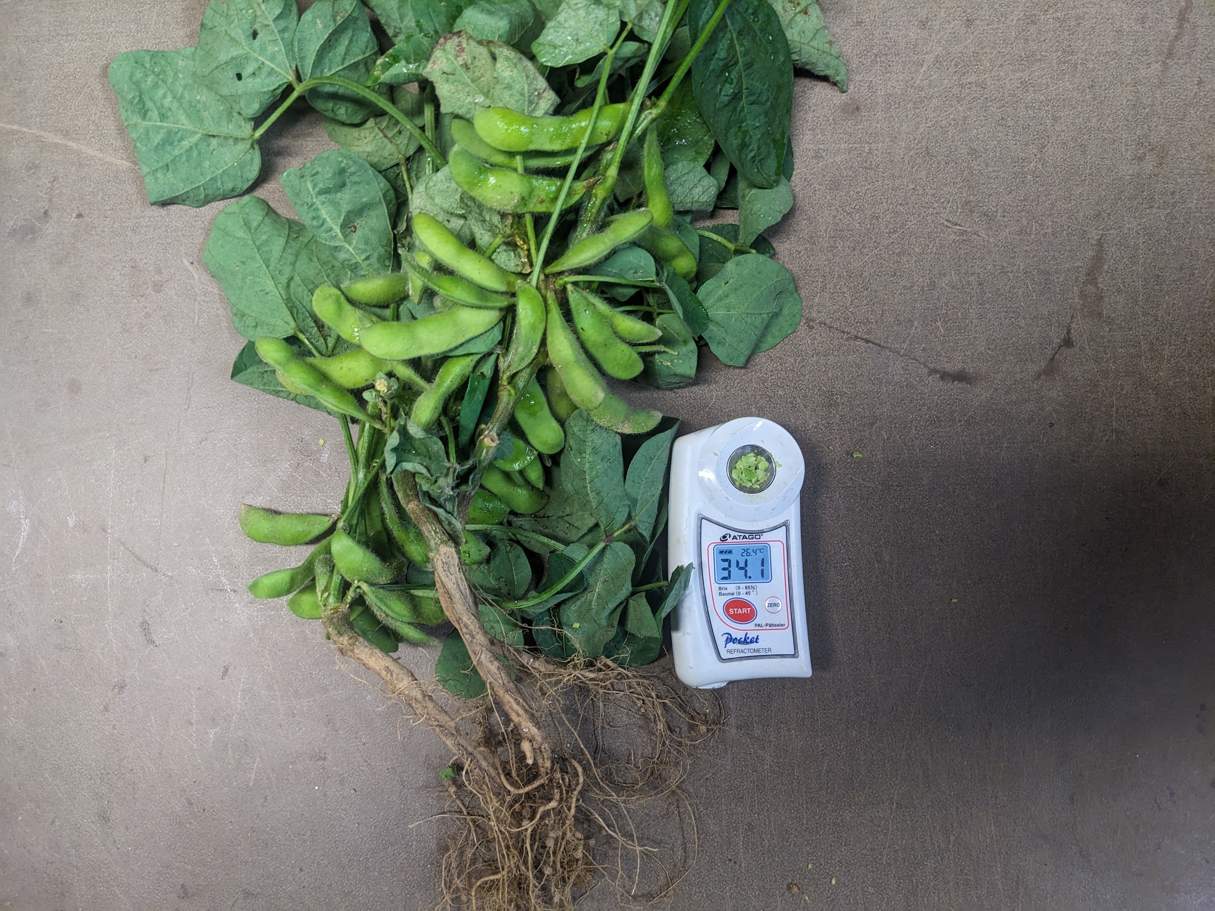 最高糖度40度オーバー】大切な人へ最高の贈り物約1kg『千年えだまめ