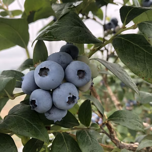 「お値段そのまま」イーハトーブの郷から　初夏の香りブルーベリーをお届けします