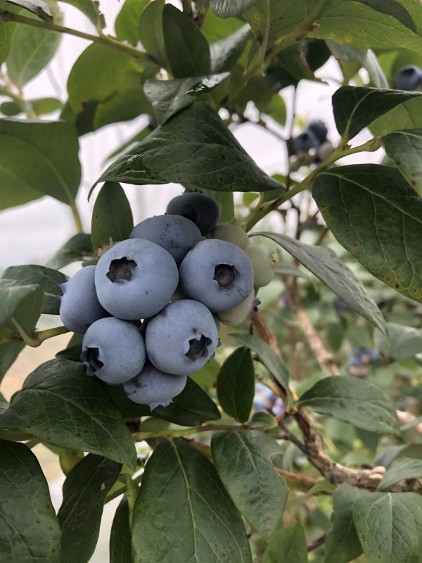 「お値段そのまま」イーハトーブの郷から　初夏の香りブルーベリーをお届けします