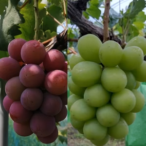 　★岡山県産　完熟シャインマスカット　クイーンニーナ　セット★　