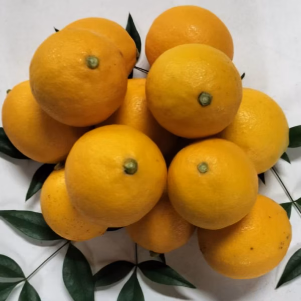 1箱だけセール！マイヤーレモン箱込3キロ〜酸とビタミンたっぷり〜