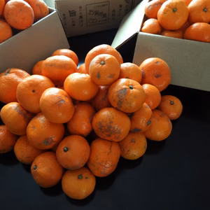 みかん好き興奮！薄皮！濃厚！甘い！熟成味柑 サイズ混合 訳あり品 【175】