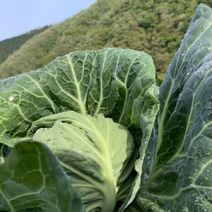 寒暖差がもたらすあまみ…「秋キャベツ」３玉　兵庫県香美町産