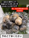 ホンビノス貝【10kg】