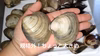 船橋三番瀬贅沢セット！ホンビノス貝+天然ハマグリ！