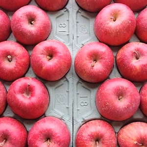 かぐや姫印　特別栽培完熟サンふじ羽山りんごLサイズ10ｋｇ