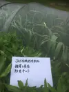信州八ヶ岳産　農薬・化学肥料栽培期間中不使用にんにく　令和2年産