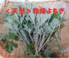 2024年 新物！新芽のみ使用！香り抜群！よもぎ 乾燥 【天然】<送料無料>