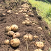 ジャガイモ（デストロイヤー）3kg