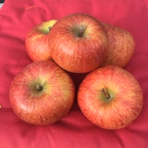 【今シーズン最後！】たっぷり葉とらずサンふじ