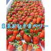 【希少ないちごを食べ比べ！】３種のいちご食べ比べセット