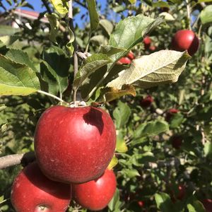そのまま食べてもOK！　紅玉