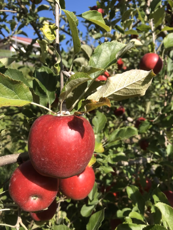 そのまま食べてもOK！　紅玉