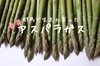 群馬育ち！春芽アスパラガス　Lサイズ1kg