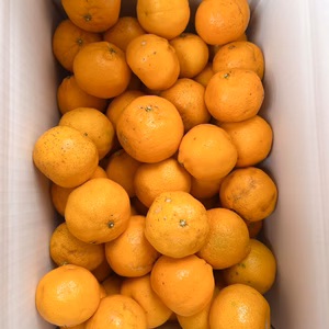 ★加工用　北海道・沖縄・離島以外 ポンカン5kg S〜SSキズ 高知県産★