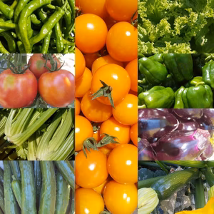 無農薬無化学肥料　朝採り！信州伊那谷★旬の野菜セット【クール便】