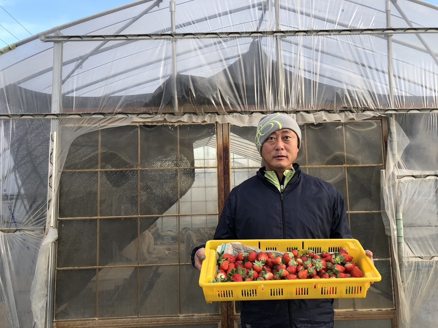 いちごの通販・お取り寄せ商品|果物|ポケットマルシェ|産地 いちごの通販・お取り寄せ商品|果物|ポケットマルシェ|産地