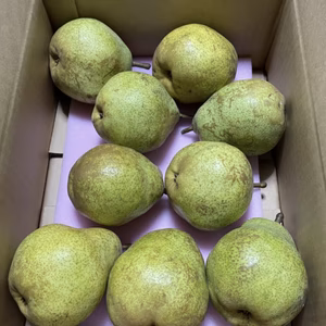 秋の味覚♪山形県産直☆洋梨ラ•フランス☆訳ありB級品