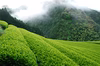 送料無料【 2025年　新茶 】〝山のお茶〟金露 100g×3袋