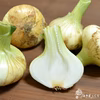 淡路島から春風と共に極早生新たまねぎ