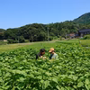 朝採れ! シャキシャキの食感。美味しい 新鮮「えごま」の葉(100枚)