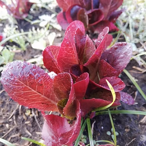 レッドロメイン