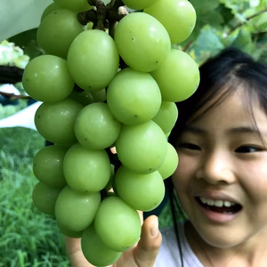 【農薬節減】甘くて美味しい自慢のシャインマスカット【2025年9月発送】