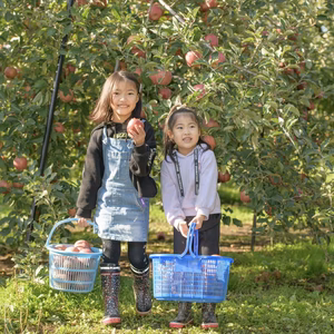 青森県産サンふじ100%無添加ジュース1リットル3本
