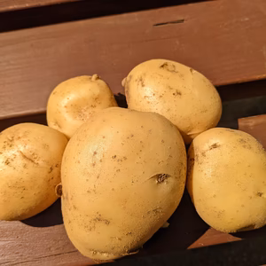 掘りたてホクホク！！長崎産新じゃがいもニシユタカ