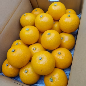 由良の木成りはっさく　小玉❗️