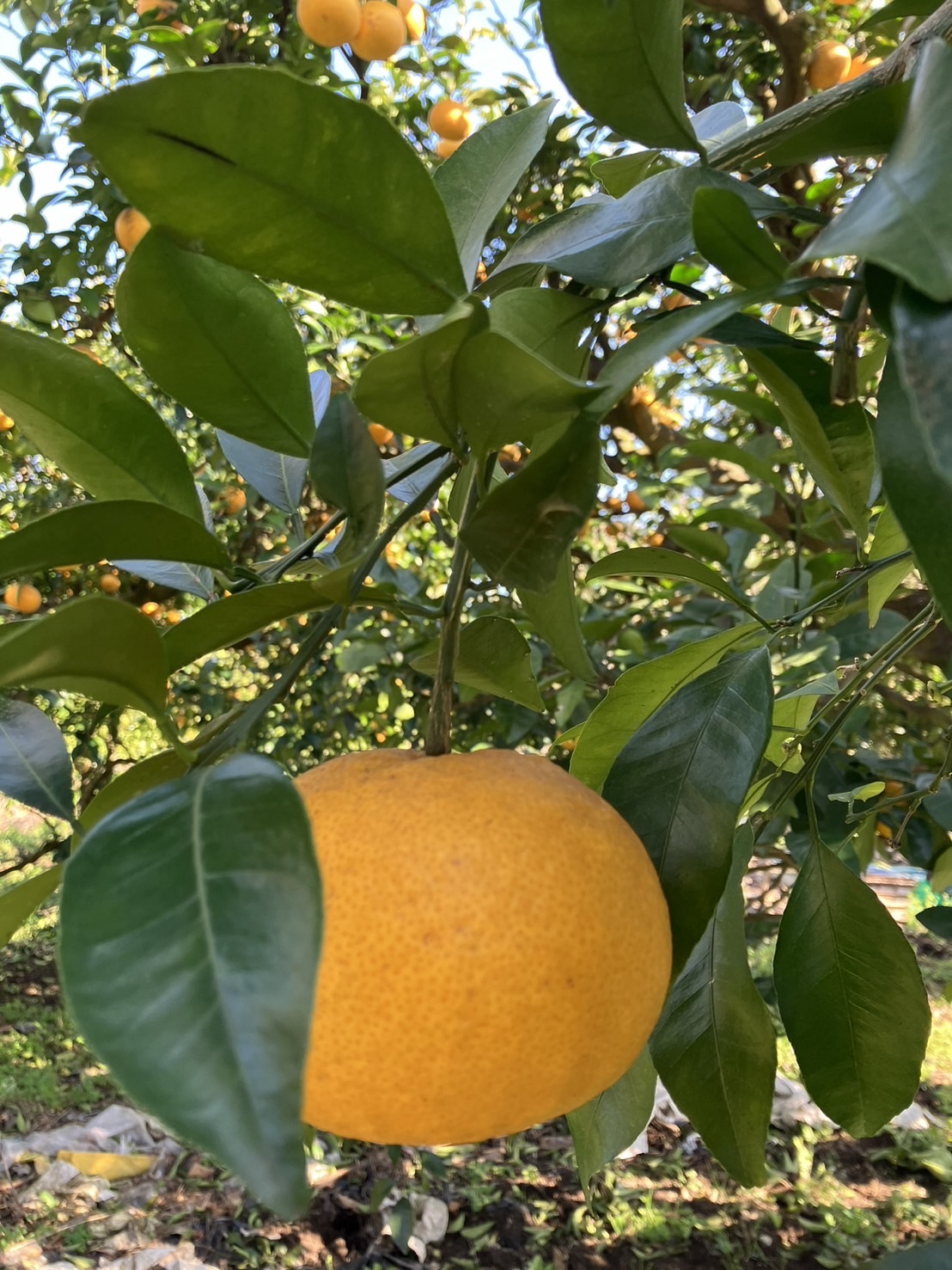 鹿児島県産「わっぜうまかぁ甘夏みかん」｜夏みかん・甘夏などの商品