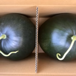 予約販売！6月20日頃〜発送ブラックジャック&ゴールデンジャック2Lサイズ計2玉