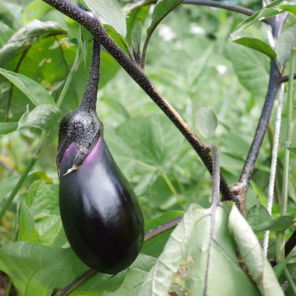 \\自然農 生でも焼いても美味しい//秋ナス 茄子 真黒茄子《無農薬・無肥料》