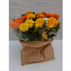 夏を彩る～　元気いっぱい！　マリーゴールド おひさまブーケの鉢花