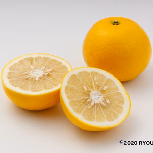 希少！果汁あふれる国産グレープフルーツ(白）