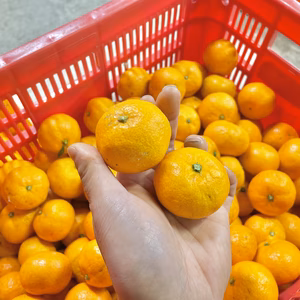 小粒のトロッとまろやか完熟早生みかん‼︎中山農園の宮川早生