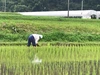 令和元年新米！[合鴨米]白米3kg 栽培期間中農薬不使用 熊本県産ヒノヒカリ