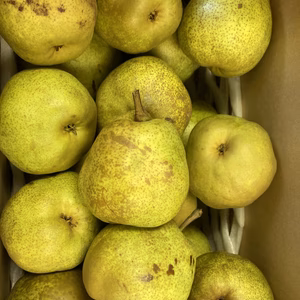 ゲリラセール！ちょっと訳ありラフランス5キロバラ詰め