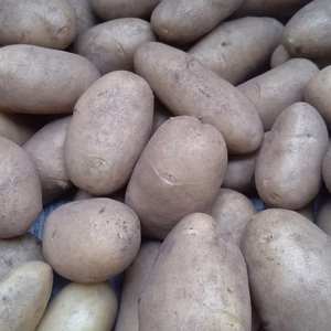 メークインジャガイモ4kg  桜島の大自然 無農薬 有機肥料 除草剤不使用