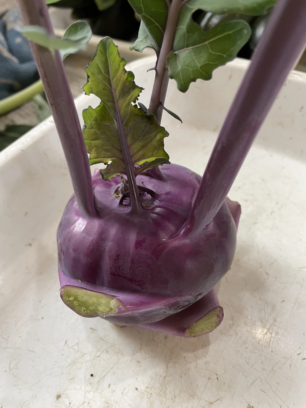 珍しいヨーロッパ野菜と旬の野菜のセット（11月後半）