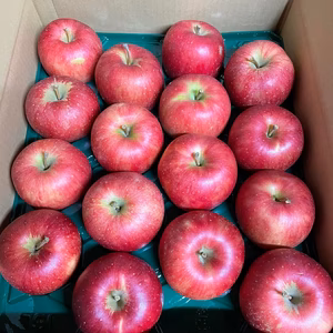 【希少品種】山形県産りんご　秋陽　ご贈答・ご家庭用