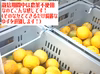 本場高知県産！ゆず玉3ｋｇ（25~35個・農薬：栽培期間中不使用）