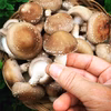 【キュートな原木しいたけ】ちいたけ&こぶりな309（約500g）