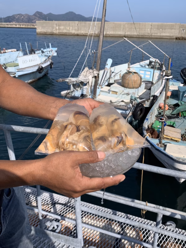おせちに！お雑煮に！剥き天然瀬戸貝！(3個入り×5袋)ムール貝、ムラサキイガイ
